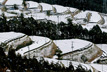 雪の茶畑　｜　グラニュー糖をかけた茶の畦は湾曲した平行線を描き地形を語る。