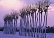 「吹雪いた朝」（新潟市巻区）　｜　吹雪がやんで、白いはさ木たちのラインダンス。