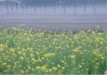 「朝の花」（新潟市岩室区）　｜　朝の霧が菜の花の香りを運んでた。